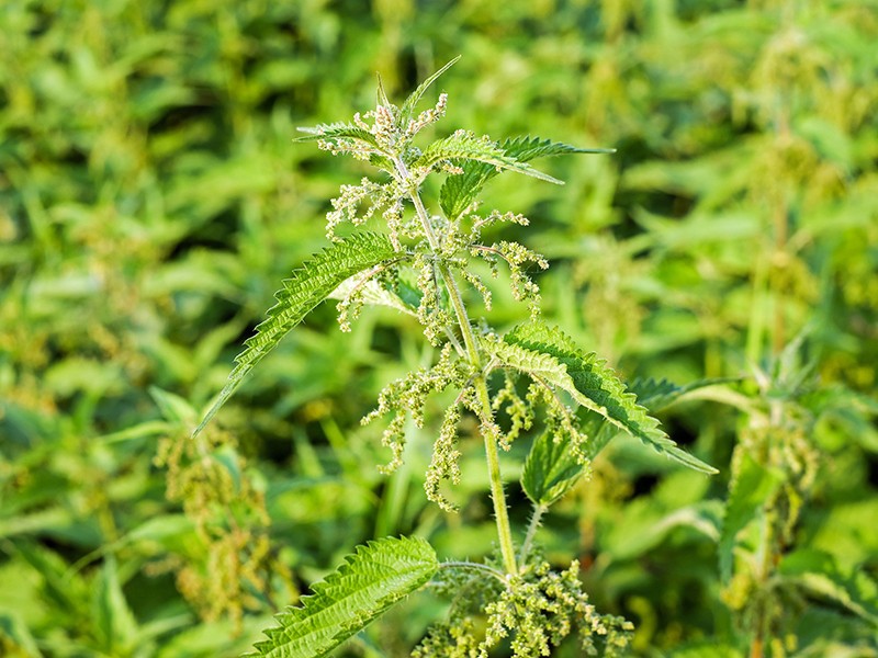 Urtiga (Urtica dioica): benefícios e para que serve